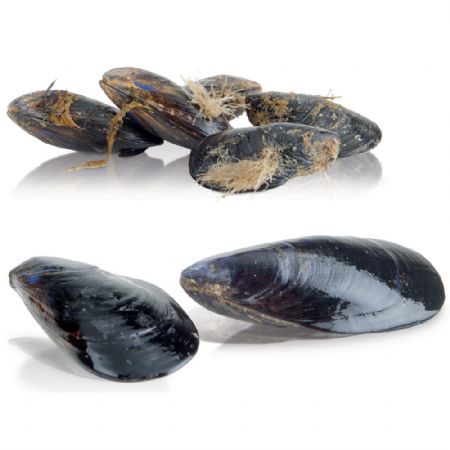 Lave-moules sur pied 10 kg production 150 kg/h.